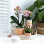 Oranje orchidee en succulenten op rieten schaal met krukje
